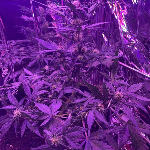 Auto Purple  growlog timeline photo