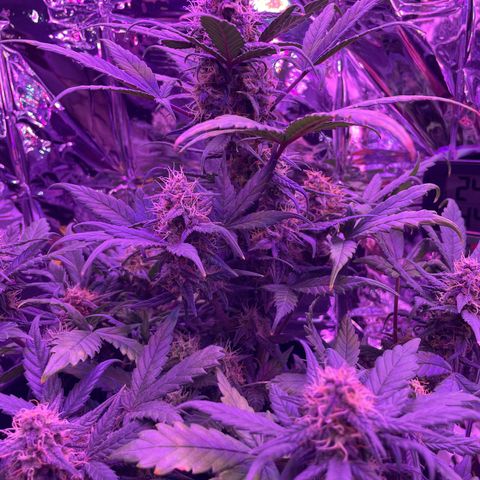 Auto Purple  growlog timeline photo