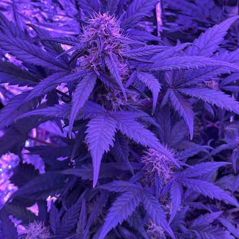 Auto Purple  growlog timeline photo