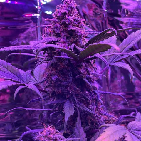 Auto Purple  growlog timeline photo