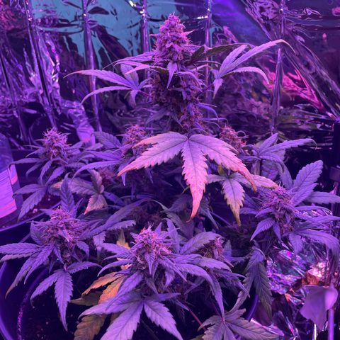 Auto Purple  growlog timeline photo