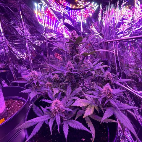 Auto Purple  growlog timeline photo
