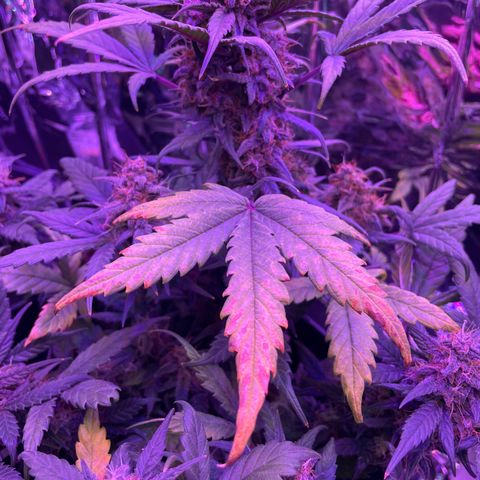 Auto Purple  growlog timeline photo