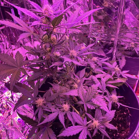 Auto Purple  growlog timeline photo