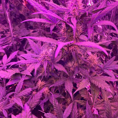 Auto Purple  growlog timeline photo