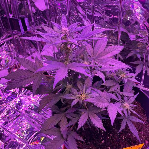 Auto Purple  growlog timeline photo