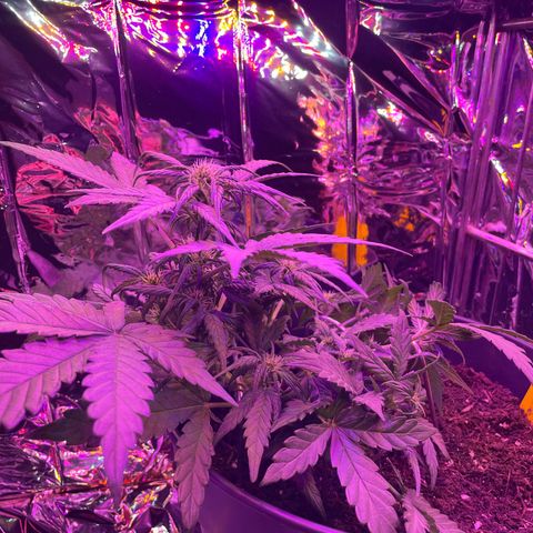 Auto Purple  growlog timeline photo