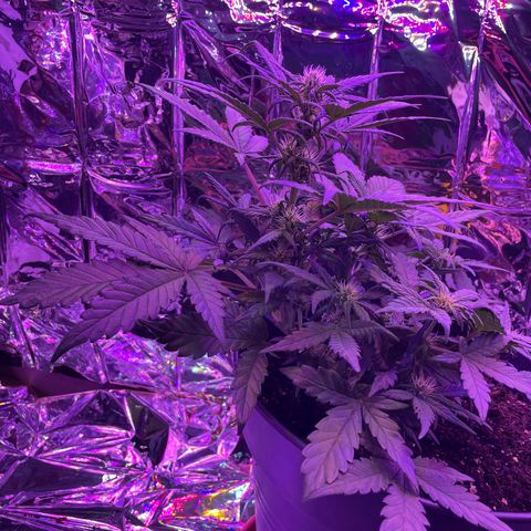 Auto Purple  growlog timeline photo