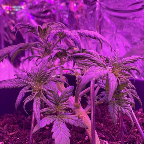 Auto Purple  growlog timeline photo
