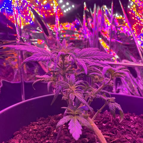 Auto Purple  growlog timeline photo