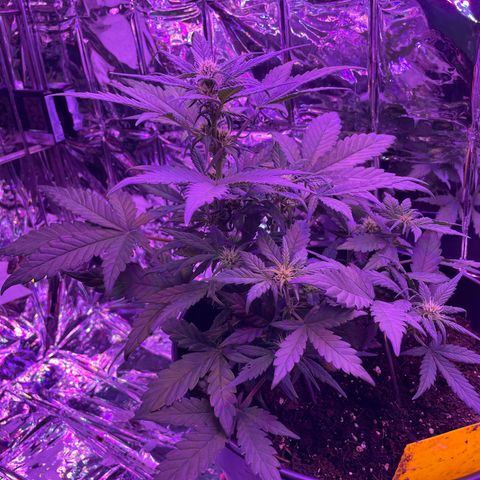 Auto Purple  growlog timeline photo