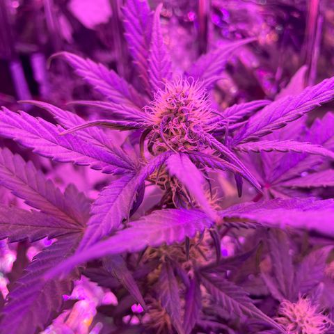 Auto Purple  growlog timeline photo