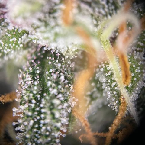 Auto Purple  growlog timeline photo