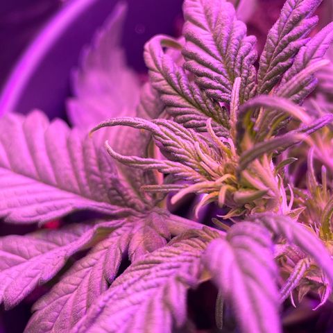 Auto Purple  growlog timeline photo