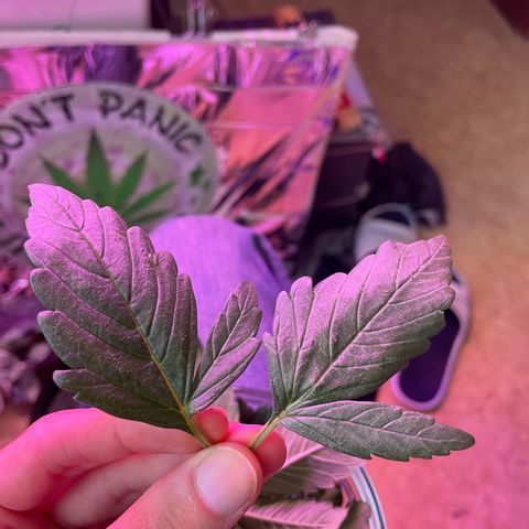 Auto Purple  growlog timeline photo