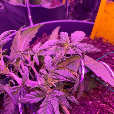 Auto Purple  growlog timeline photo