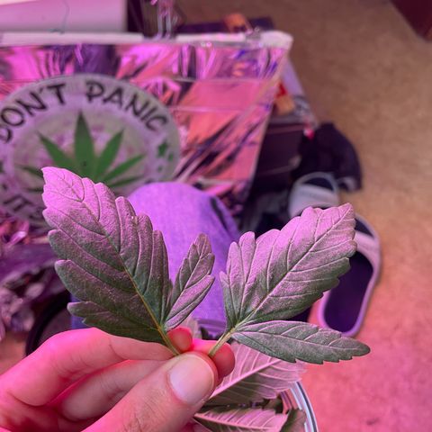 Auto Purple  growlog timeline photo