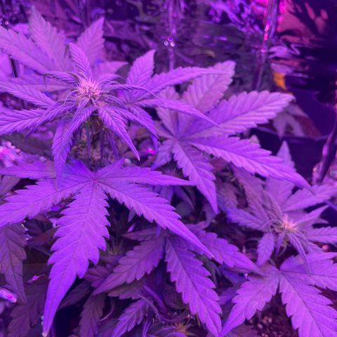 Auto Purple  growlog timeline photo