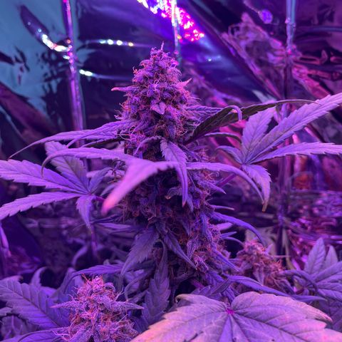 Auto Purple  growlog timeline photo