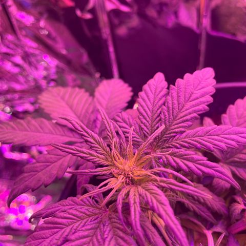 Auto Purple  growlog timeline photo