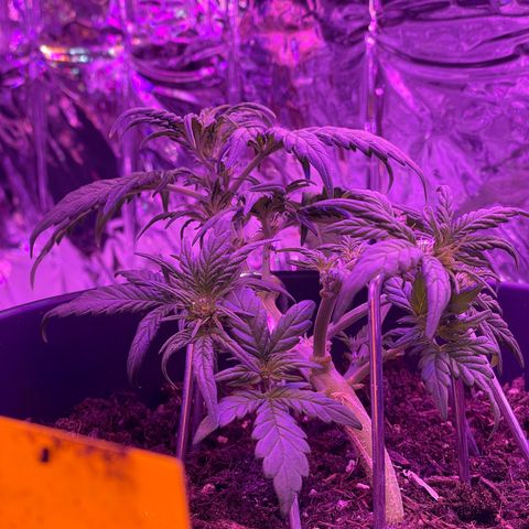 Auto Purple  growlog timeline photo