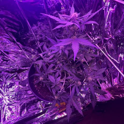 Auto Purple  growlog timeline photo