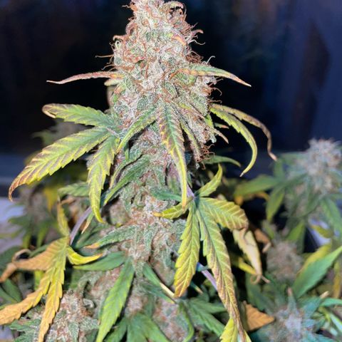 Auto Purple  growlog timeline photo