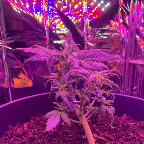 Auto Purple  growlog timeline photo