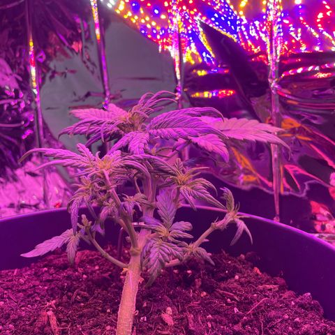 Auto Purple  growlog timeline photo