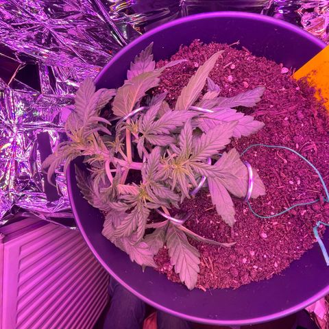 Auto Purple  growlog timeline photo