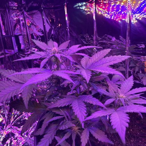 Auto Purple  growlog timeline photo
