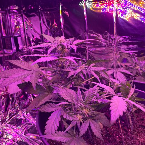Auto Purple  growlog timeline photo