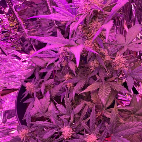 Auto Purple  growlog timeline photo