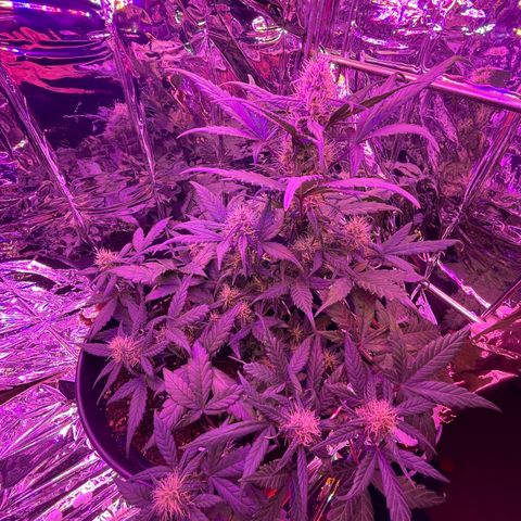Auto Purple  growlog timeline photo