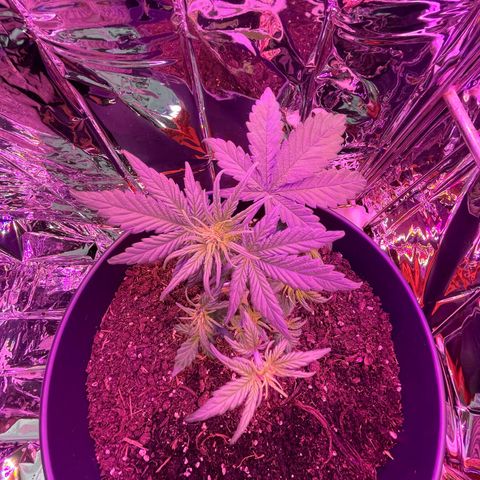 Auto Purple  growlog timeline photo