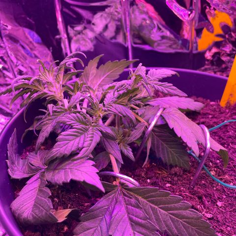 Auto Purple  growlog timeline photo