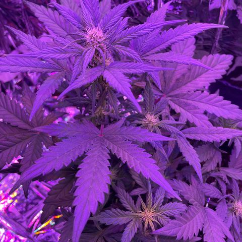 Auto Purple  growlog timeline photo
