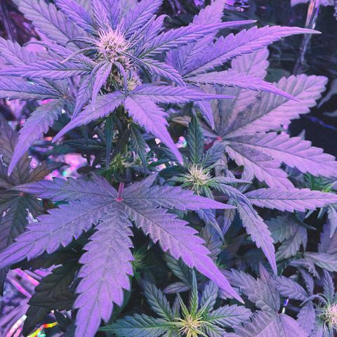 Auto Purple  growlog timeline photo