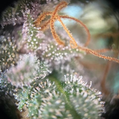 Auto Purple  growlog timeline photo