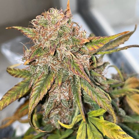 Auto Purple  growlog timeline photo