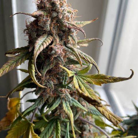 Auto Purple  growlog timeline photo