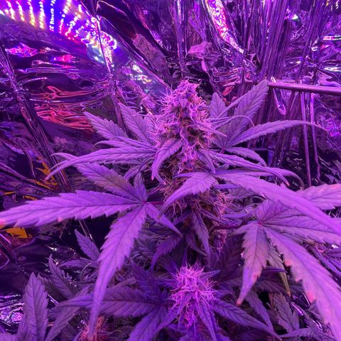 Auto Purple  growlog timeline photo