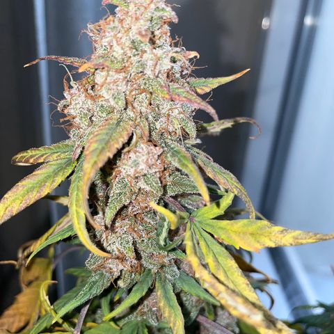 Auto Purple  growlog timeline photo