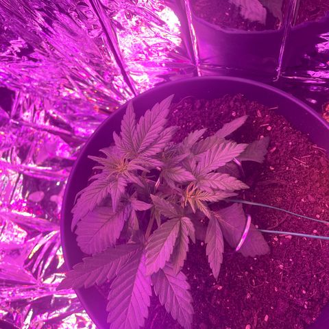 Auto Purple  growlog timeline photo