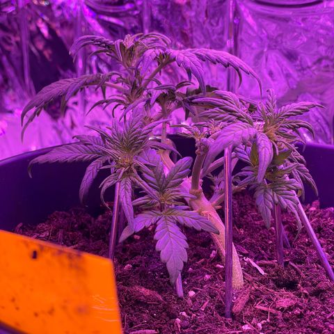Auto Purple  growlog timeline photo