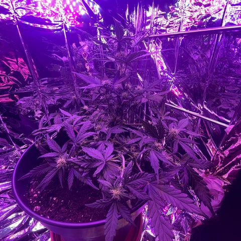 Auto Purple  growlog timeline photo