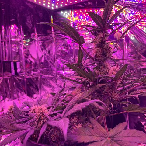 Auto Purple  growlog timeline photo