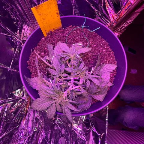 Auto Purple  growlog timeline photo