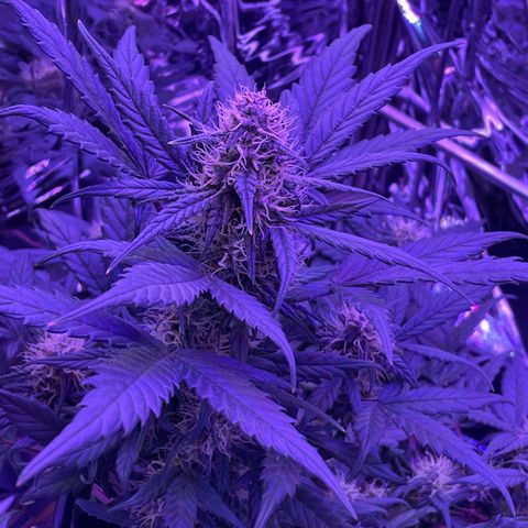 Auto Purple  growlog timeline photo