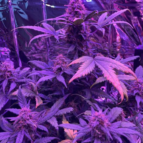 Auto Purple  growlog timeline photo